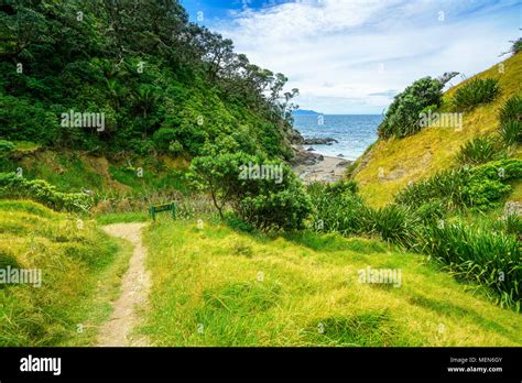 Hiking The Coromandel Coastal Walkway Rainforest And A Steep Coast