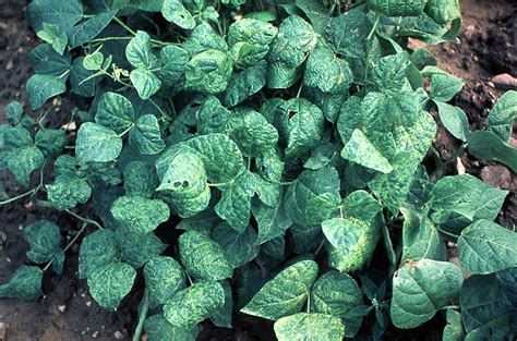 Virus Diseases Of Snap And Dry Beans Cornell Vegetables