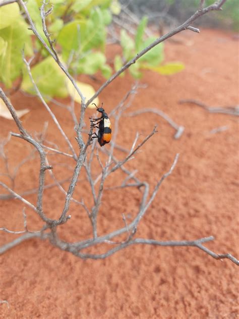 Hycleus Balteata Pallas By Moinudheen On June