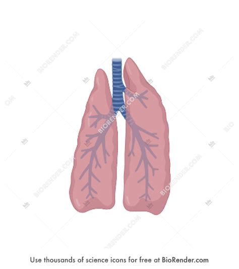 Free Dolphin lungs (dorsal, with respiratory tree) Icons, Symbols ...