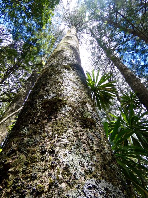 Norfolk Island – Norfolk Island Pine – Travel2Unlimited