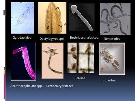 Morphology Taxonomy And Life Cycle Of Parasites