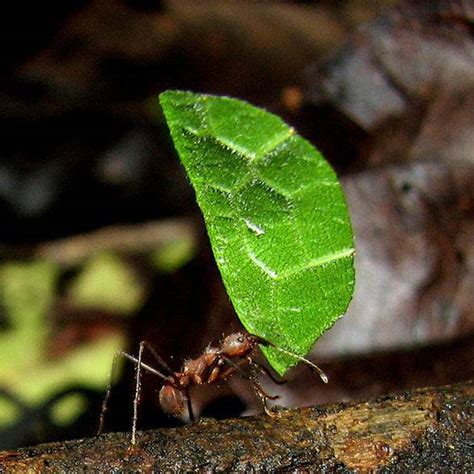 Refreshingly Creative Eco Friendly Ways To Reuse Coffee Grounds