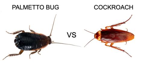 palmetto-bug-vs-roach - Pest Hacks