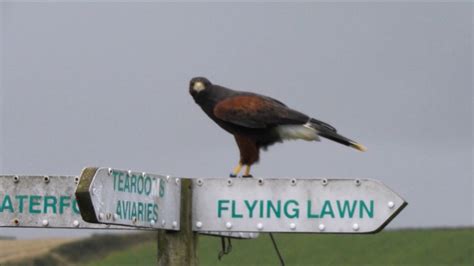 The Cornish Birds Of Prey Centre Wildlife Sanctuary Cornwall 22nd July