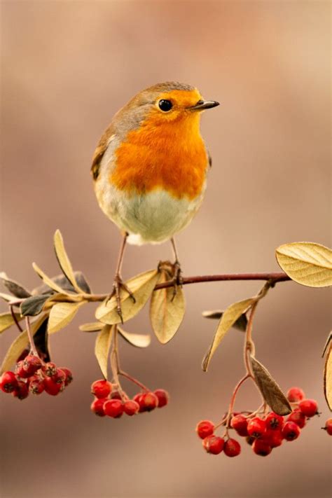 Mooie Vogel Met Een Mooi Rood Verenkleed Premium Foto V Gel Fotos