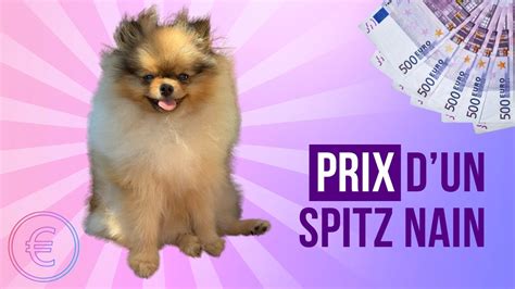 Combien coûte en moyenne un Spitz Nain 100 POMERANIAN YouTube