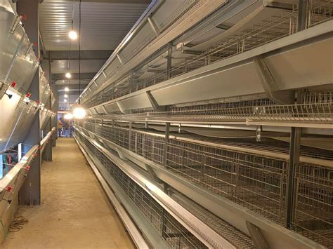 H Type Battery Cage Project Hightop Poultry Equipment