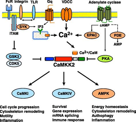 Calcium Calmodulin Dependent Protein Kinase Kinase 2 Roles In Signaling And Pathophysiology