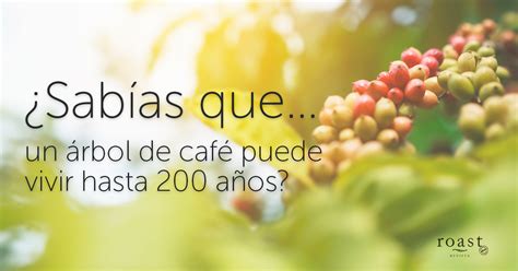 Pin En Datos Curiosos Sobre El Cafe NBKomputer