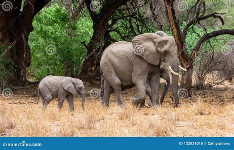 African Elephant Mother and Calf Stock Photo - Image of elephant, five: 132824016