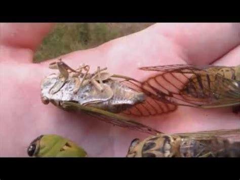 Locusts life cycle, Cicadas Hatching Timelapse - YouTube | Cicada, Life ...