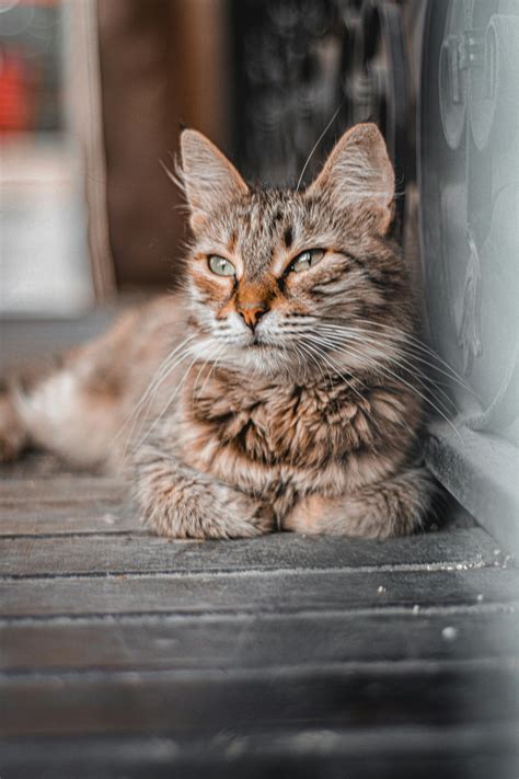 en iyi  animals animation fotografi tamamen uecretsiz indirin