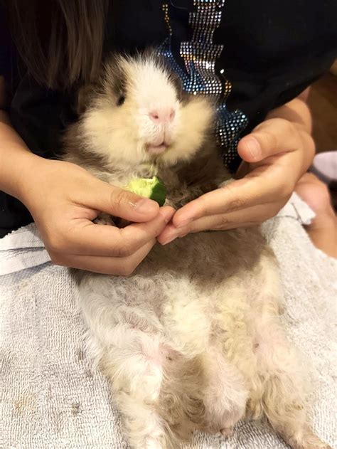 best guinea pig overweight without vet 7