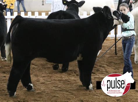 Ohio Beef Expo Simmental Steers The Pulse