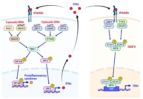 The Interferon Response The Type I Interferons Ifns Red Dots Are Download Scientific