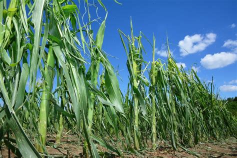 Poljoprivrednici Na Udaru Klimatskih Promjena Kako Se Prilagoditi