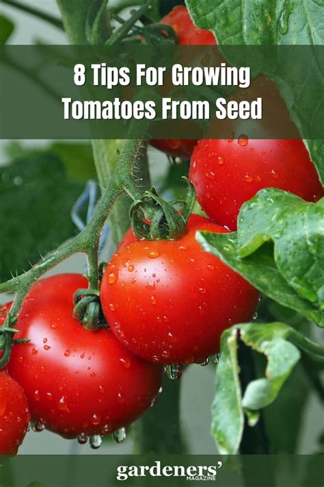 Tips For Growing Tomatoes From Seed Planting Vegetables Growing