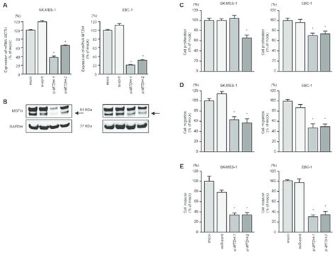 Effects Of Mtdh Silencing In Lung Scc Cell Lines A Mtdh Mrna