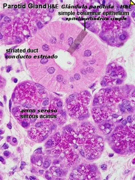 Plantão Médico HISTOLOGÍA TEJIDO EPITELIAL DE REVESTIMIENTO Y GLANDULAR