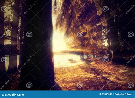 Vintage forest stock photo. Image of loneliness, nature - 29425042