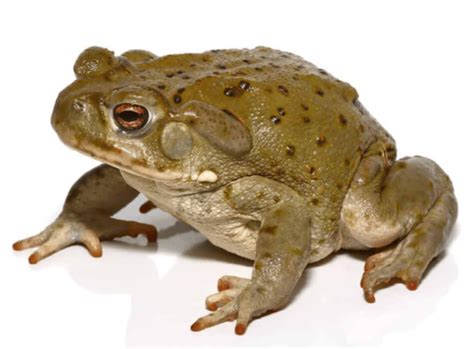 Save 10% on Buying a Live Sonoran Desert Toad Amphibian