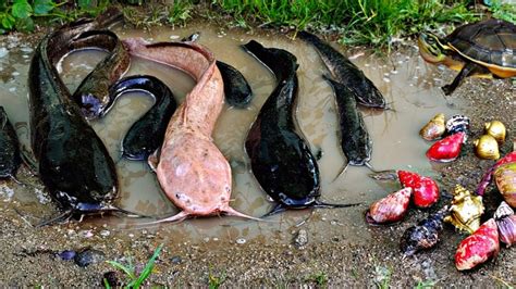 Menangkap Ikan Lele Ikan Mujair Ikan Channa Ikan Koi Kura Kura Lele