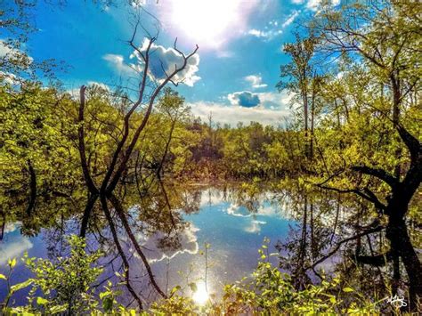 Wetlands In Lee County North Carolina NC S Piedmont Region Mike