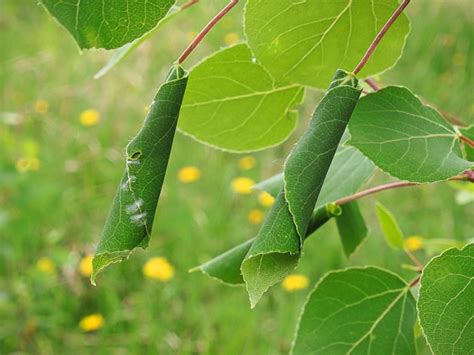 Leafroller Control - How To Treat Plants Affected By Leafrollers