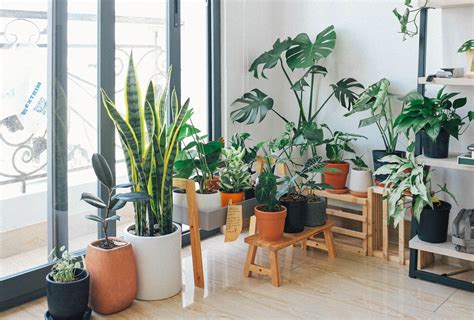 8 Incredible Indoor Garden Ideas | Greener Ideal