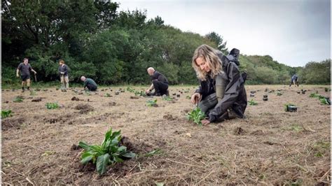 Military Veterans Plant Wildflowers For Threatened Butterfly At Eden