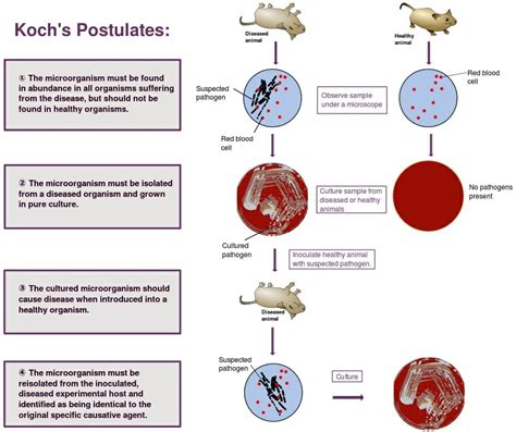 Germ Theory of Disease - Definition, History and Quiz | Biology Dictionary