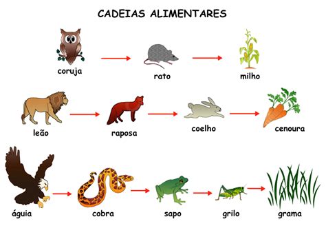 Food Chains And Food Webs Examples Of Food Chains And Food Webs Artofit