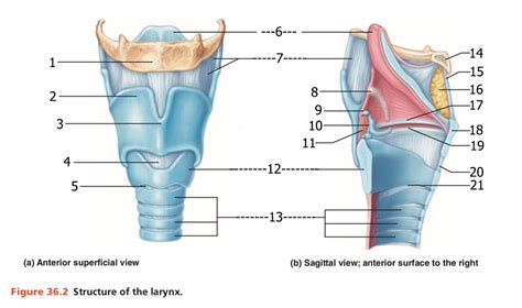 Structure Of The Larynx Diagram Quizlet