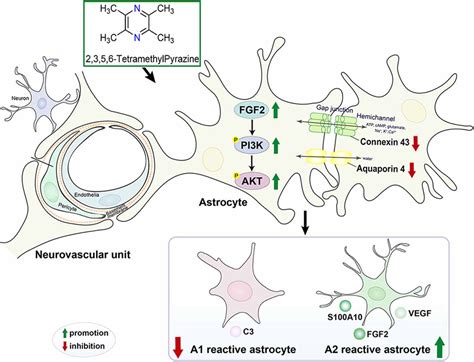 Frontiers Tetramethylpyrazine Promotes Stroke Recovery By Inducing