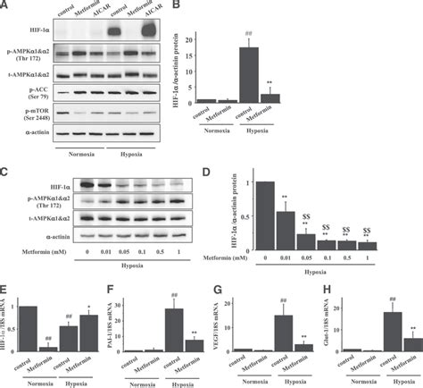 A Metformin Inhibits Hypoxia Induced HIF 1a Protein Expression