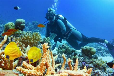 Tauchsafaris in Ägypten Schönheit des Roten Meeres erleben Buxtehude