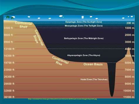 PPT - The Sunlight Zone PowerPoint Presentation, free download - ID:2375754