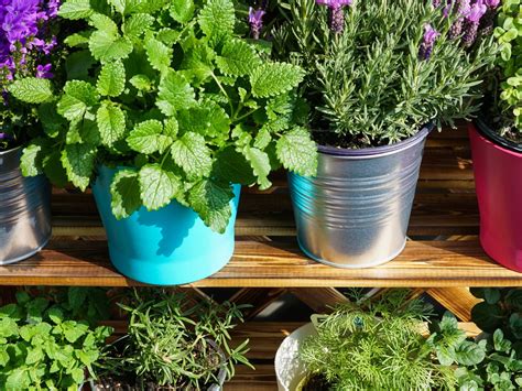 Balkon und Garten besten Pflanzen gegen Mücken freundin de