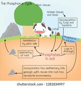 34 Phosphorus Cycle Images, Stock Photos & Vectors | Shutterstock