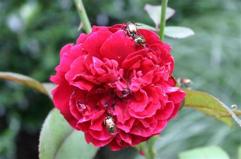 Caterpillar Eating Rose Foliage Leaves Clues Behind Walter Reeves