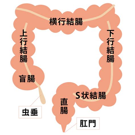 【大腸のお話1】大腸、結腸、直腸 大阪急性期・総合医療センター 消化器外科