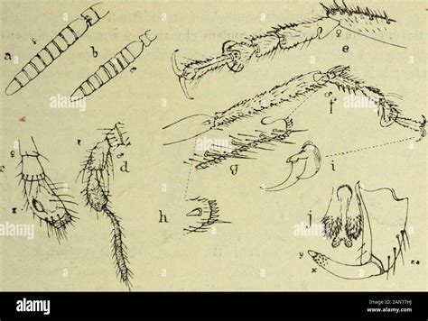 Bulletin Du Mus Um D Histoire Naturelle Tes Serr Es Les Unes Contre