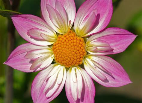 Pink Dahlia Garden Vulnerability Bloom Flower Head Freshness