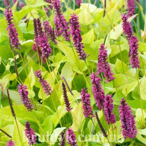 Persicaria Golden Arrow — Плідник Круглик