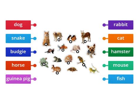 Pets Labelled Diagram