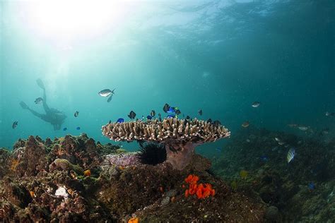 Byron Bay Dive Centre All You Need To Know Before You Go