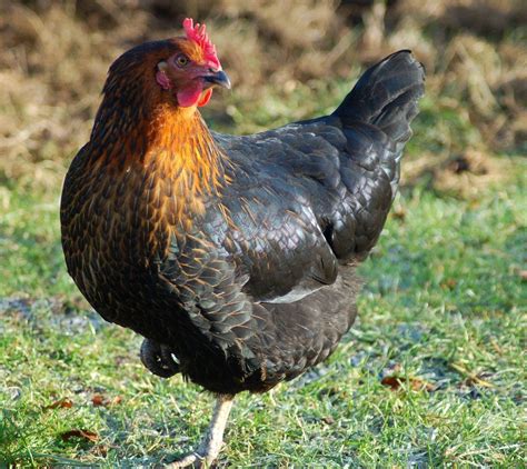 Black Rock Chicken Cross Between A Rhode Island Red And A Barred