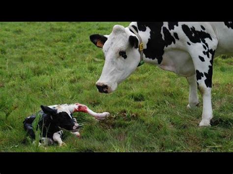 How Cow Give Birth Baby Calf Being Born Modern Cows Milking Pretty Girl