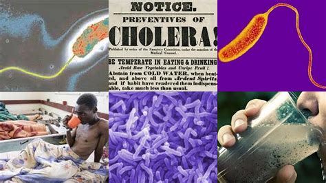 environmental sciences epidemic disease